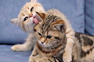 猫咪太瘦了吃什么