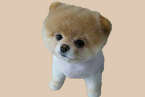 博美不能吃什么东西