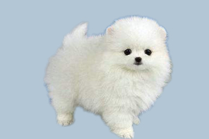 小博美不吃饭怎么办