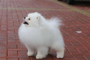 小博美不能吃什么