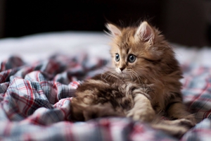 如何给猫咪洗耳朵