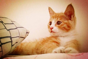 怎么给猫咪洗澡