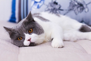 猫咪冬天怎么保暖