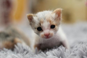 怎么给猫咪保暖