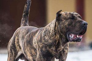 加纳利犬怎么养