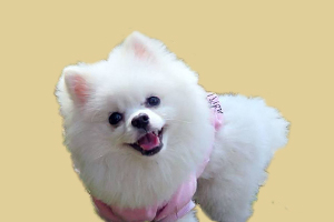 小博美不能吃什么水果