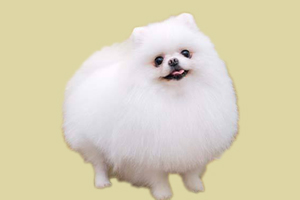 小博美不肯吃东西怎么办