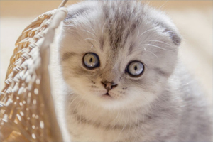 苏格兰折耳猫吃什么