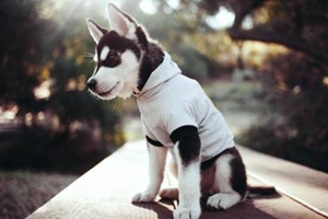 小狗冬天掉毛怎么办