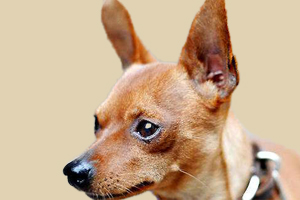 小鹿犬不立耳怎么办