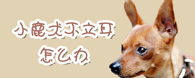 小鹿犬不立耳怎么办