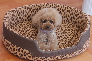 怎么让小狗睡狗窝