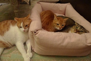 猫咪不睡猫窝怎么办