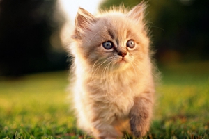 给猫咪吃什么补充营养