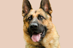 德牧怀孕后要吃什么