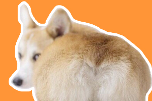 柯基体味重怎么办