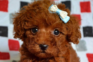 泰迪狗狗不吃东西怎么办