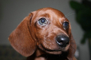 小狗太胖了怎么办