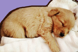 金毛犬吃什么能长胖