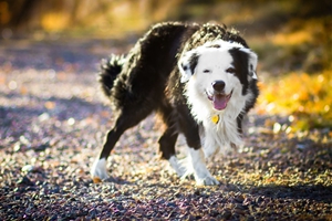 小狗不爱喝水怎么办