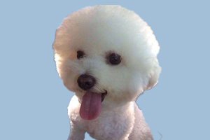 比熊怎么养没有泪痕