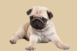 巴哥犬能吃什么