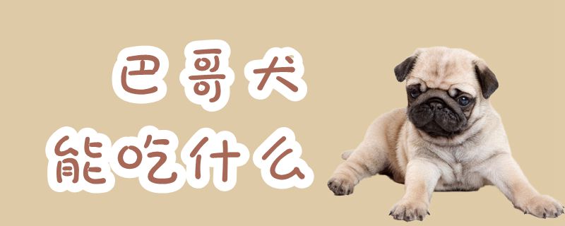 巴哥犬能吃什么