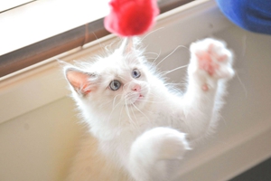 如何给小猫吹干