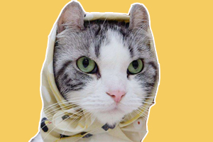 猫猫耳朵掉毛怎么办