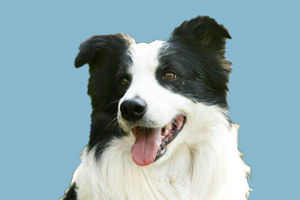 边牧犬怎么喂养