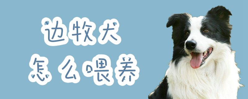 边牧犬怎么喂养