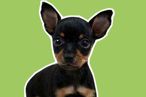 小鹿狗夏天怎么养