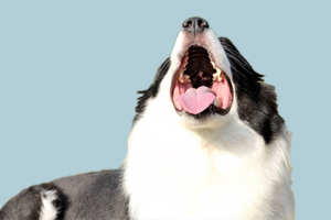 边牧犬怎么看年龄