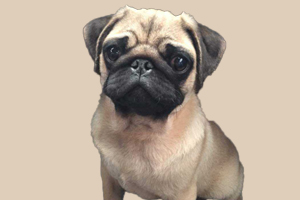 八哥犬怎么看品相