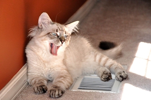 猫咪太瘦了怎么增肥