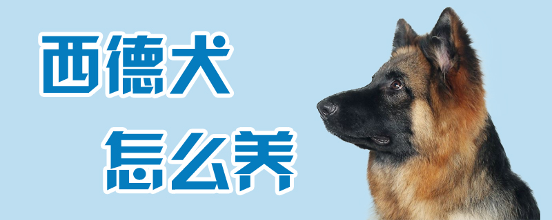 西德犬怎么养