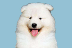 萨摩耶幼犬怎么养最好