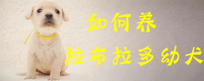 如何养拉布拉多幼犬1