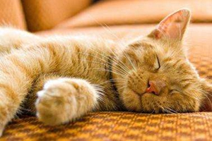 如何让猫咪长胖