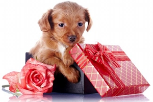 如何让狗狗长胖