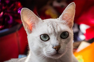 波米拉猫怎么养