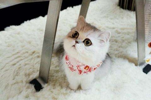 猫咪太瘦了怎么办