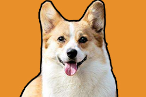 为什么要给柯基断尾