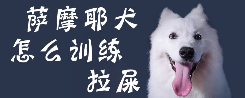 薩摩耶犬怎麼訓練拉屎1