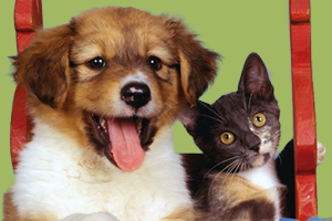 猫和狗一起养注意事项有哪些