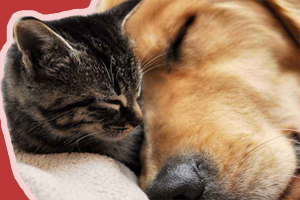 猫狗混养注意事项有哪些