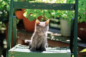 小猫咪如何喂养