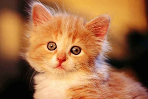 小猫咪吃什么能长胖