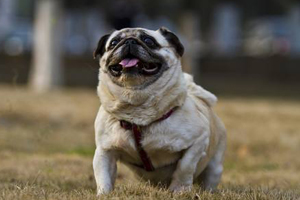 巴哥犬吃什么能胖