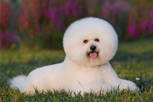 比熊犬可以吃什么零食